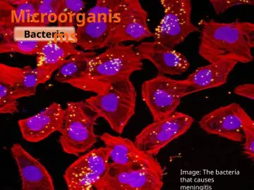 Slide 5: Microorganis