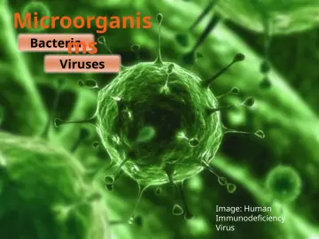 Slide 6: Microorganis