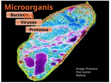 Slide 7: Microorganis