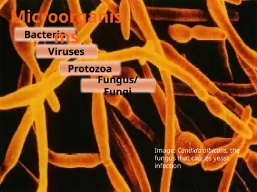Slide 8: Microorganis