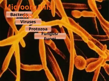 Slide 35: Microorganis