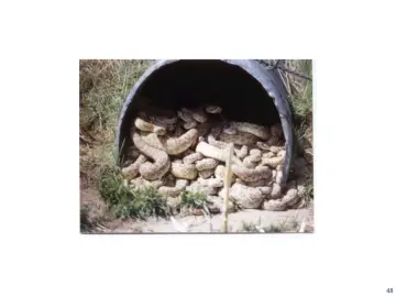 Slide 48: Snakes in Confined Space