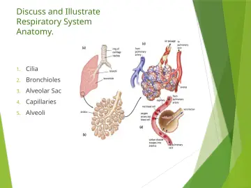 Slide 13: Discuss and Illustrate Respiratory System Anatomy.