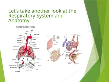 Slide 73: Let’s take another look at the Respiratory System and Anatomy