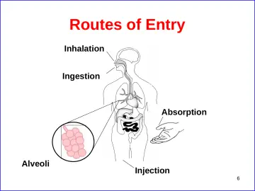 Slide 6: Routes of Entry