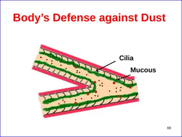 Slide 66: Body’s Defense against Dust