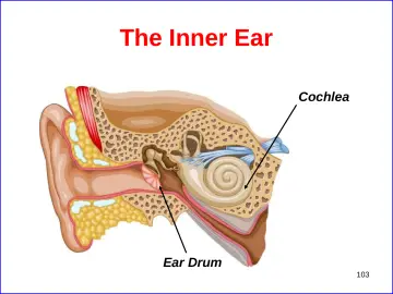 Slide 103: The Inner Ear