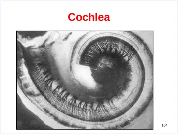 Slide 104: Cochlea