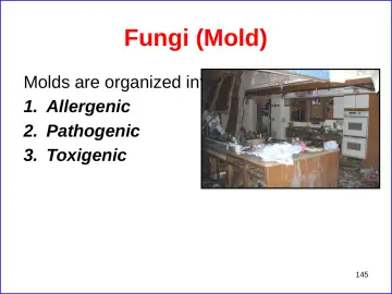 Slide 145: Fungi (Mold)