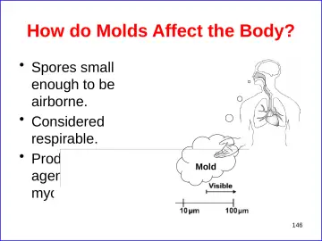 Slide 146: How do Molds Affect the Body?
