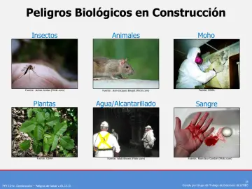 Slide 15: Peligros Biológicos en Construcción