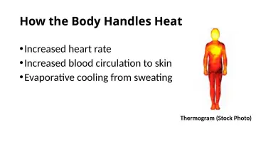 Slide 20: How the Body Handles Heat