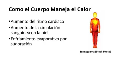 Slide 18: Como el Cuerpo Maneja el Calor
