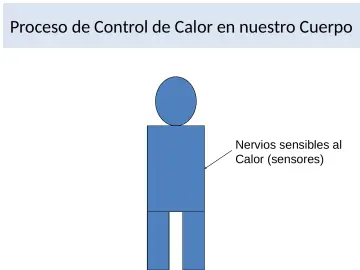 Slide 14: Proceso de Control de Calor en nuestro Cuerpo