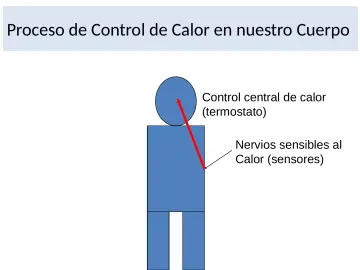 Slide 15: Proceso de Control de Calor en nuestro Cuerpo