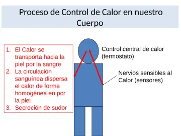 Slide 16: Proceso de Control de Calor en nuestro Cuerpo