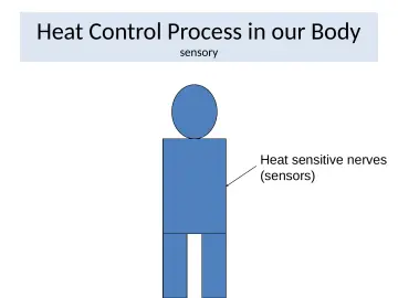 Slide 14: Heat Control Process in our Body