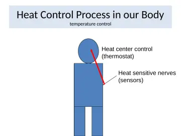 Slide 15: Heat Control Process in our Body
