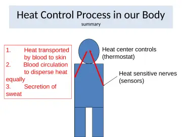 Slide 16: Heat Control Process in our Body