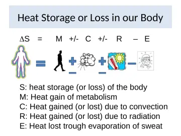 Slide 17: Heat Storage or Loss in our Body