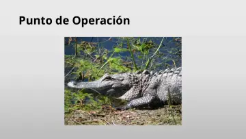 Slide 29: Punto de Operación